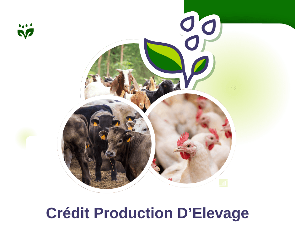 marché agricole CMS