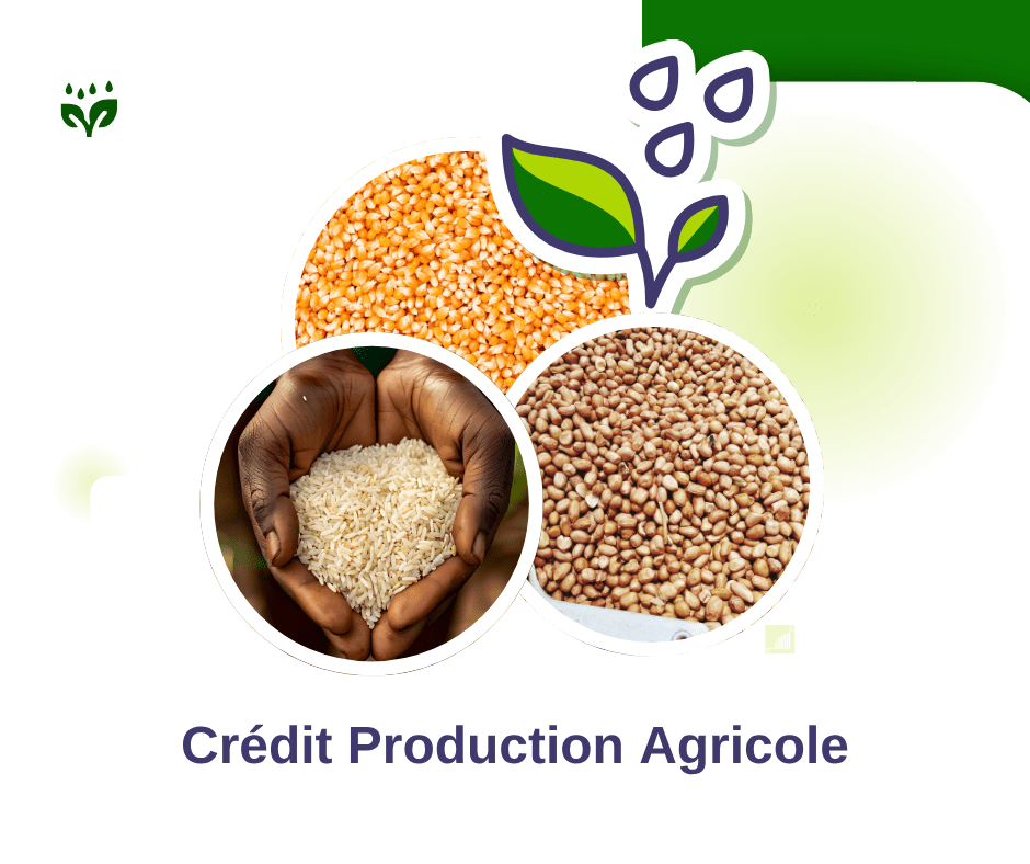 marché agricole CMS