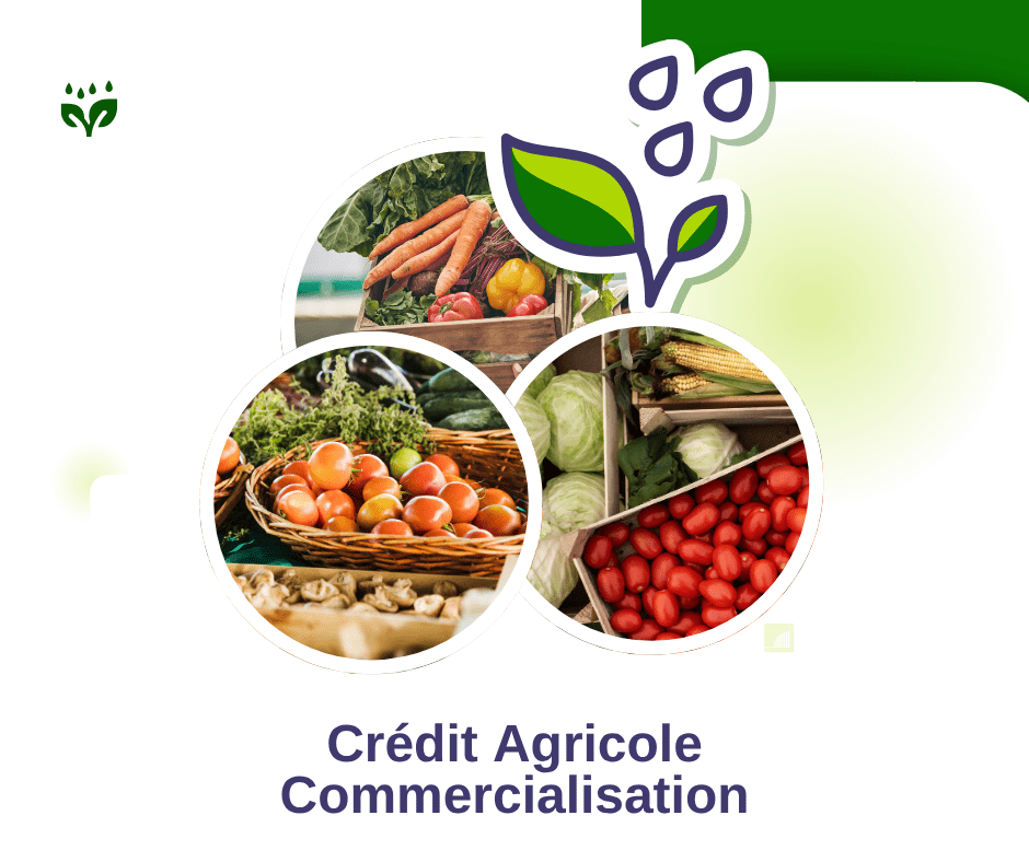marché agricole CMS