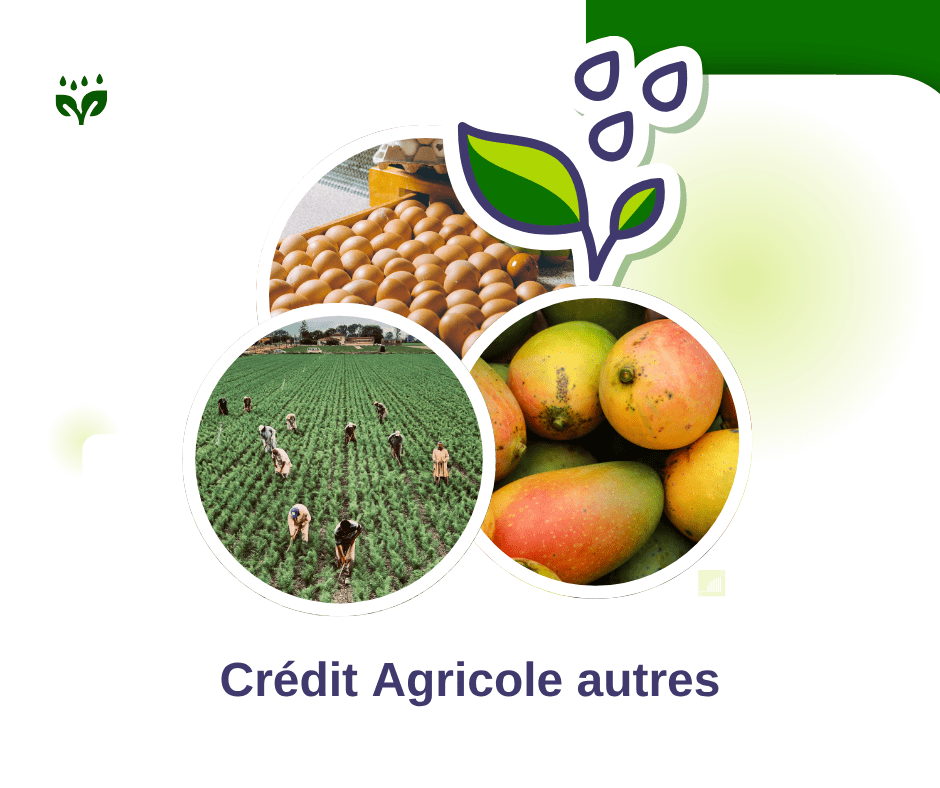 marché agricole CMS